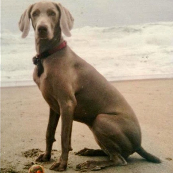 Meet your Posher,Jami,Beulah is my Grandma/Momma❤️ - Picture 8 of 8